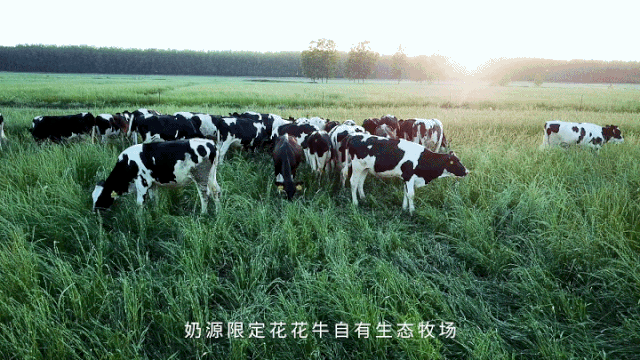 荣誉 | “百家牛场青贮质量评鉴活动”LD官方电竞（中国）有限公司官网新蔡瑞亚牧业、河南合源乳业分别荣获一、三等奖